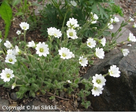  Cerastium alpinum lanatum